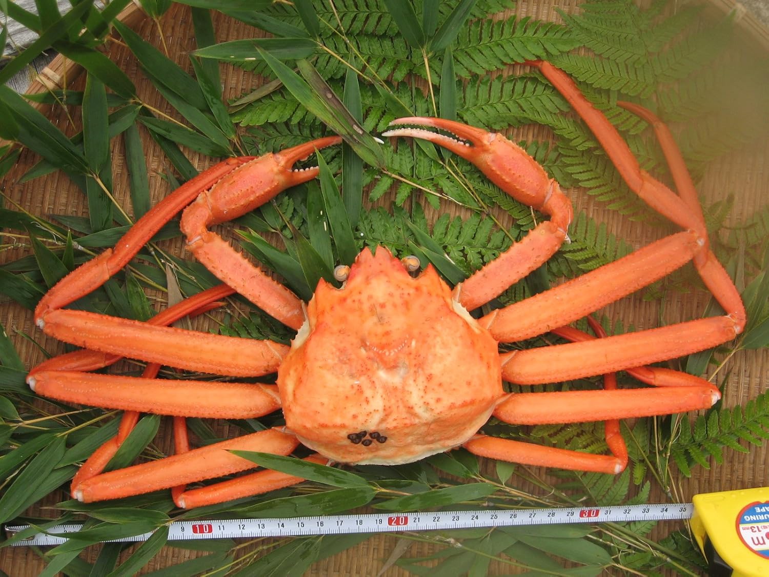 Amazon 能登の魚新 ご注文受付中 能登の紅ズワイガニ 35cm以上 ３ハイ ３４８０円 気象条件により発送が遅れる場合がございます 能登の魚新 カニ 通販