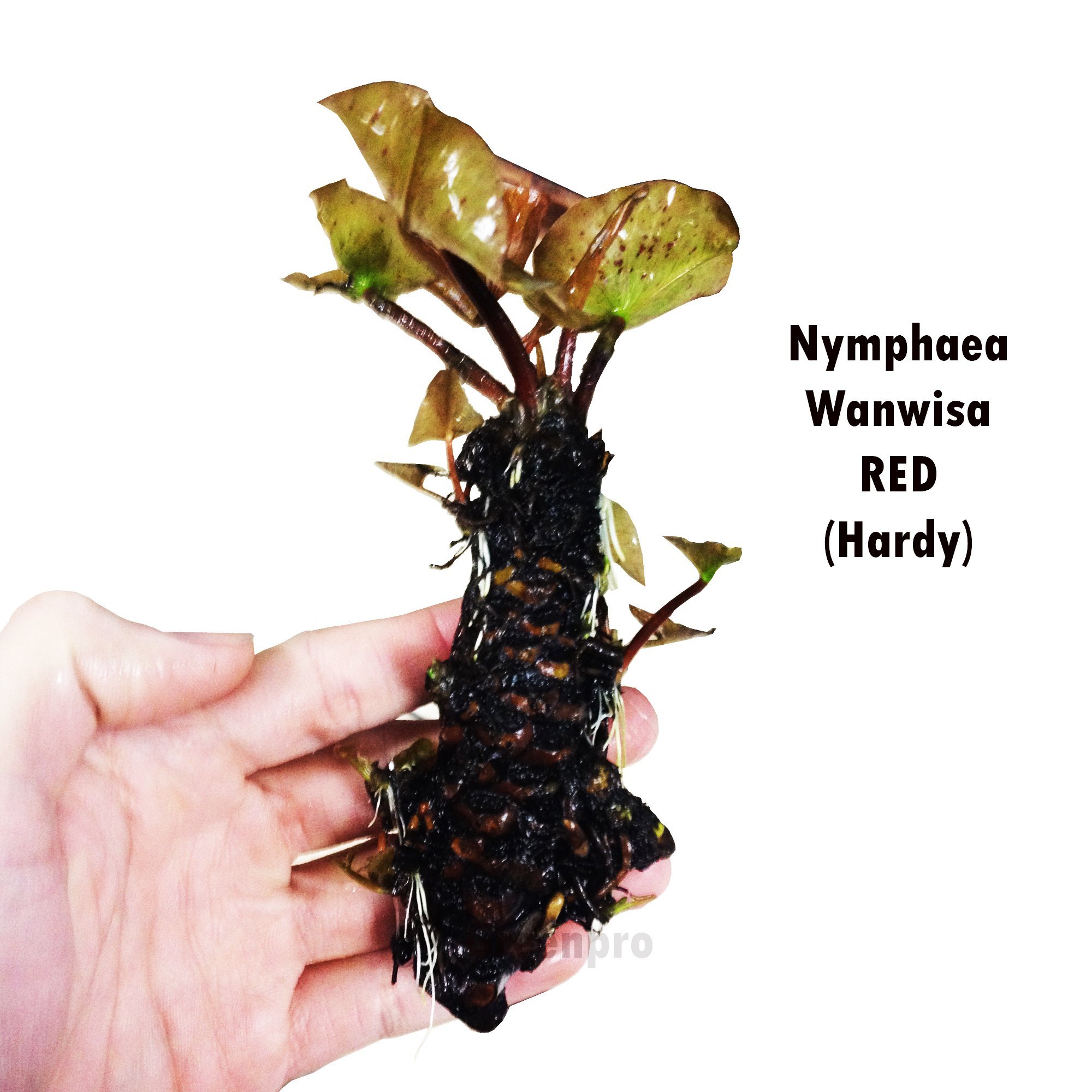 Greenpro Live Aquatic Plant Nymphaea Wanwisa Red Hardy Water Lilies Tuber for Aquarium