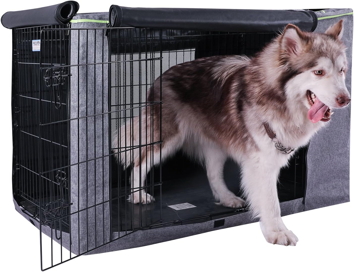 great dane images photos