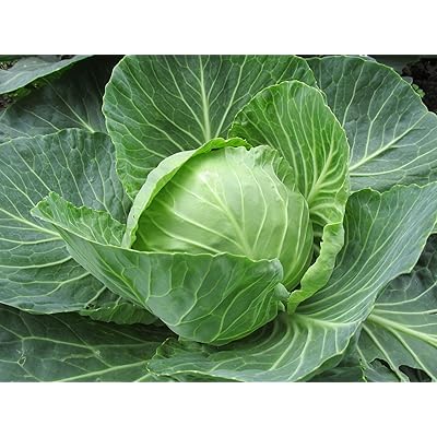 "Late Flat Dutch" Cabbage Seeds, 1000+ Premium Heirloom Seeds,Fantastic Addition to Home Garden!, (Isla's Garden Seeds), Non GMO Organic, 85% Germination, Highest Quality!