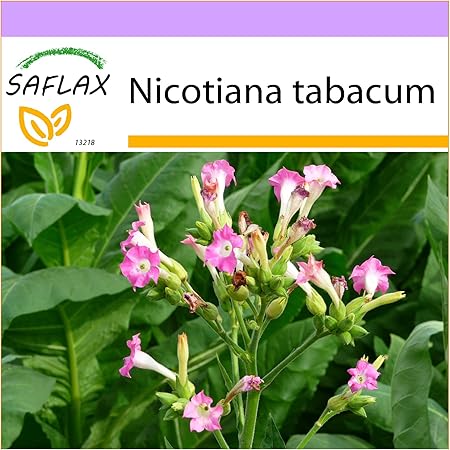 SAFLAX - Echter Virginischer Tabak - 250 Samen - Nicotiana tabacum
