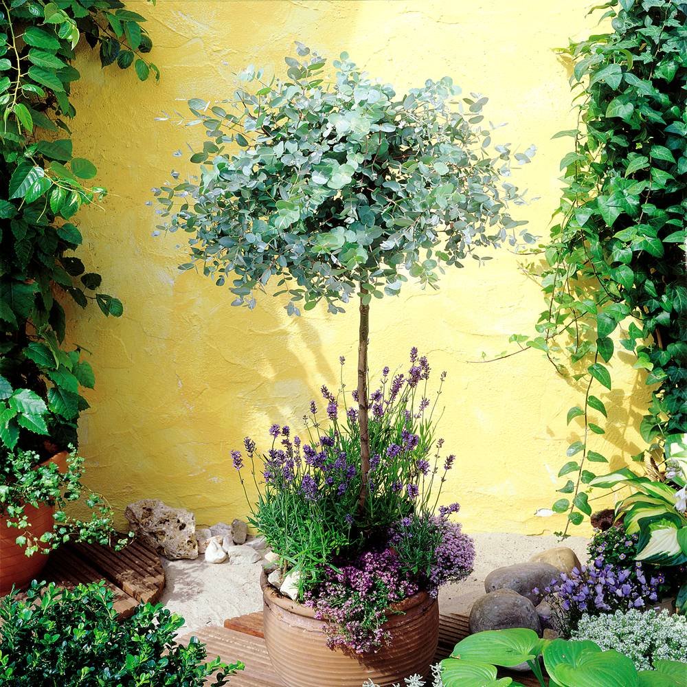 Standard Eucalyptus Gunnii Tree 1 tree Amazon.co.uk Garden & Outdoors