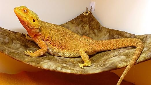 bearded dragon fabric