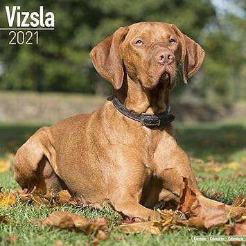 Best Dog Products 2021 Amazon.: Vizsla Calendar 2021   Dog Breed Calendar   Wall 