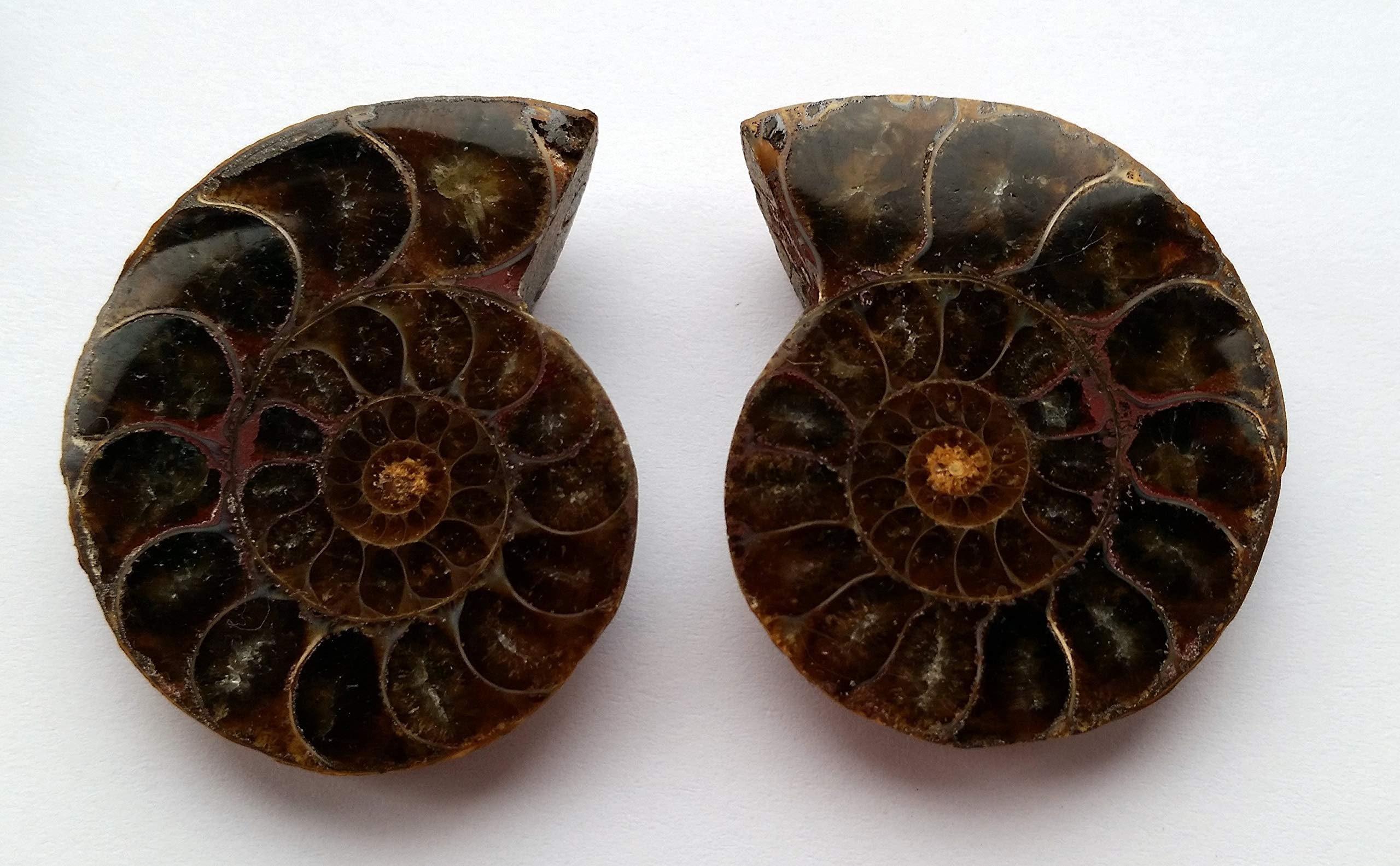 AmmoniteCut and Polished (tiny pair)