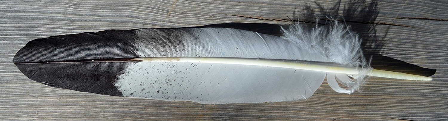 Imitation Immature Golden Eagle Tail Feather