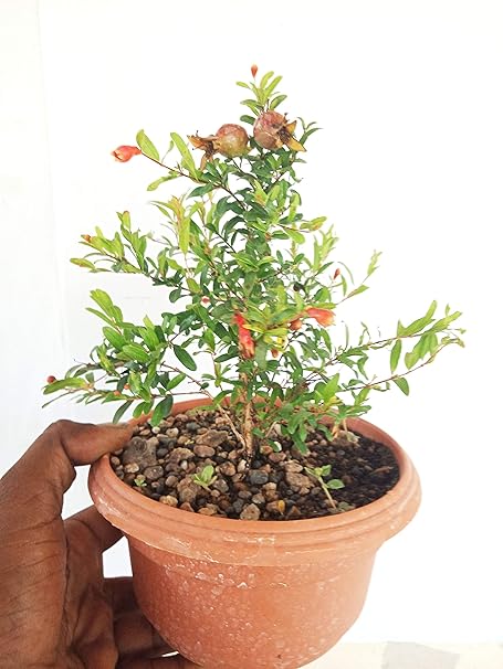 Green Paradise Mini Pomegranate Bonsai live Plant