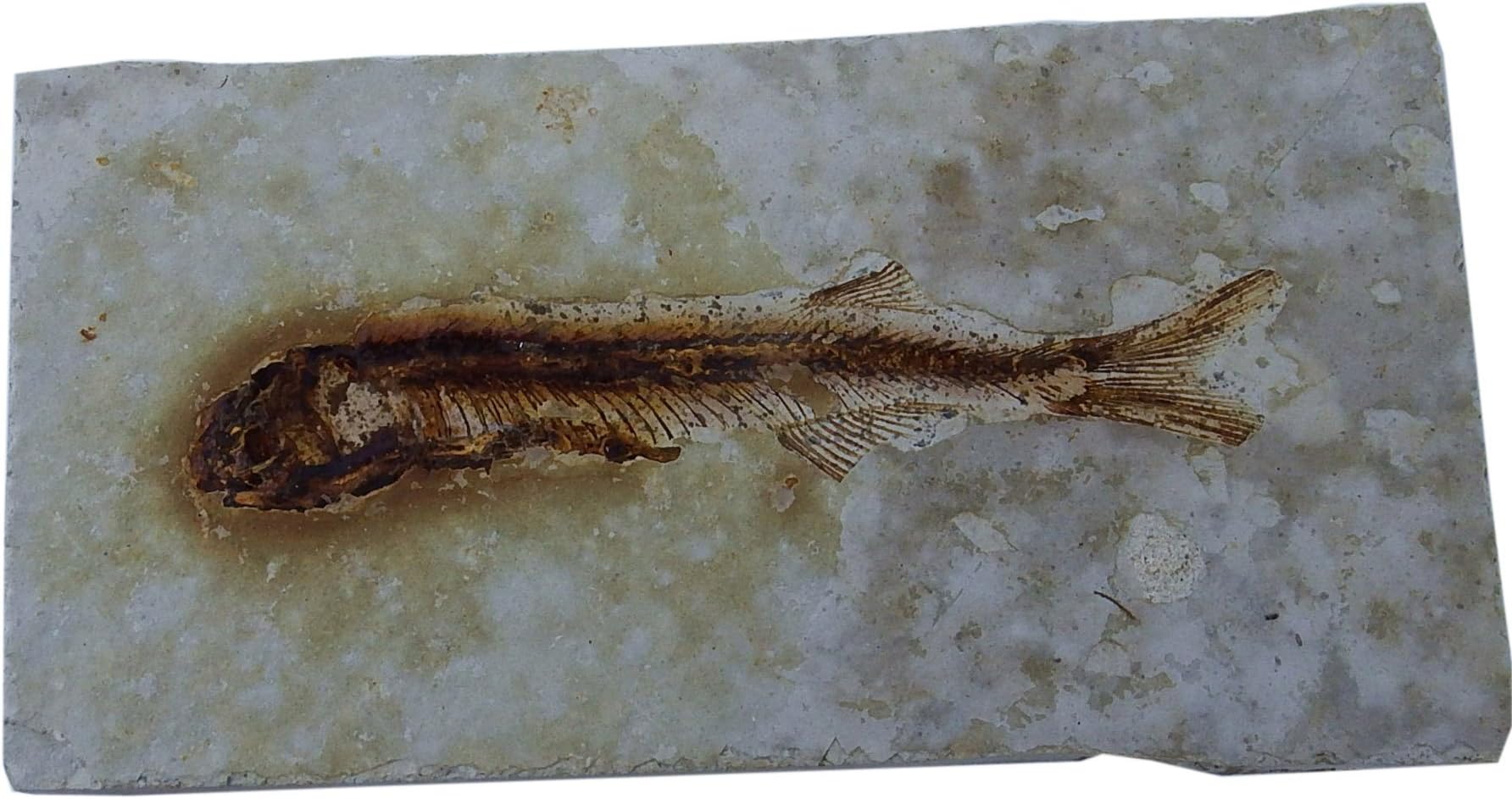 Genuine Fish Fossil Plate (Lycoptera Davidi Cretaceous) on Matrix Real from The Western Liaoning China 150 Million Years Ago