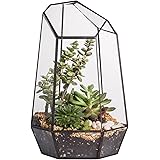 9.8inches Height Indoor Tabletop Irregular Glass Geometric Air Plants Terrarium Box Desktop Display Planter Succulent Holder Flower Pot for Fern Moss Diy