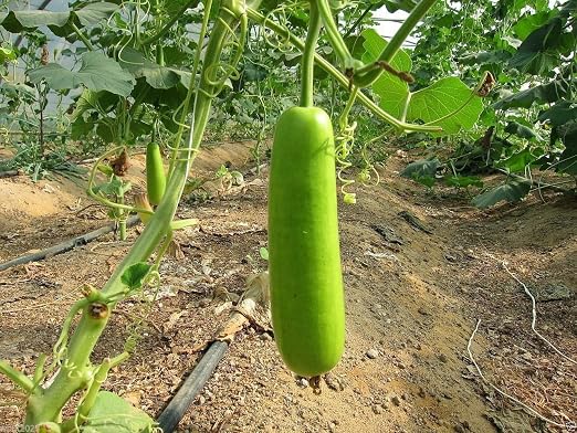 semillas de vegetales orientales Calabash largo botella comestible ...
