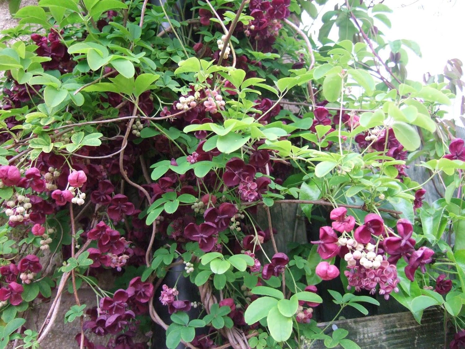 Akebia Quinata Climber Plant in 15cm Pot. Chocolate Vine Amazon.co.uk Garden & Outdoors