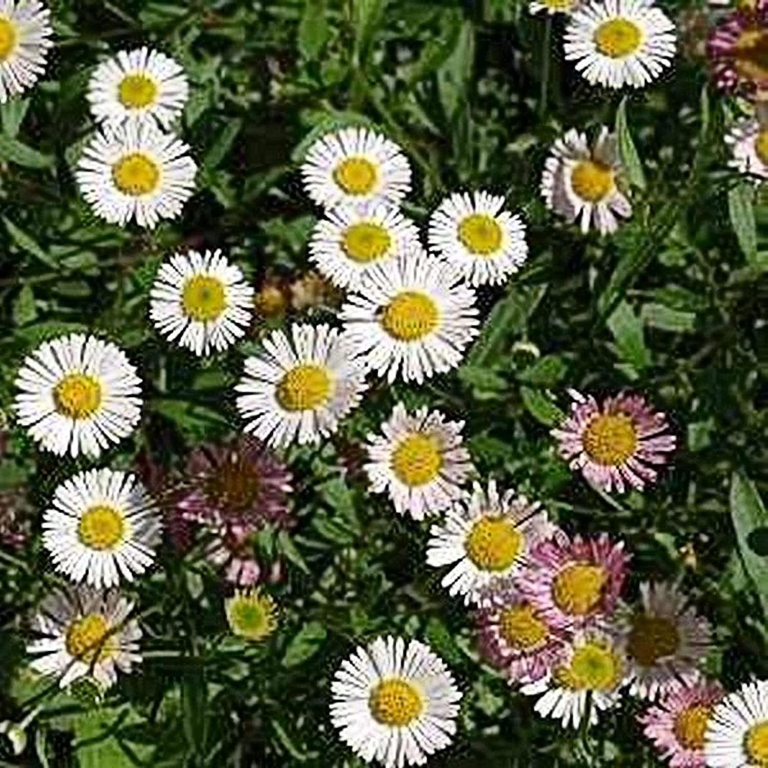 6 ERIGERON KARVINSKIANUS 'Profusion' Medium Plug Plants Hardy