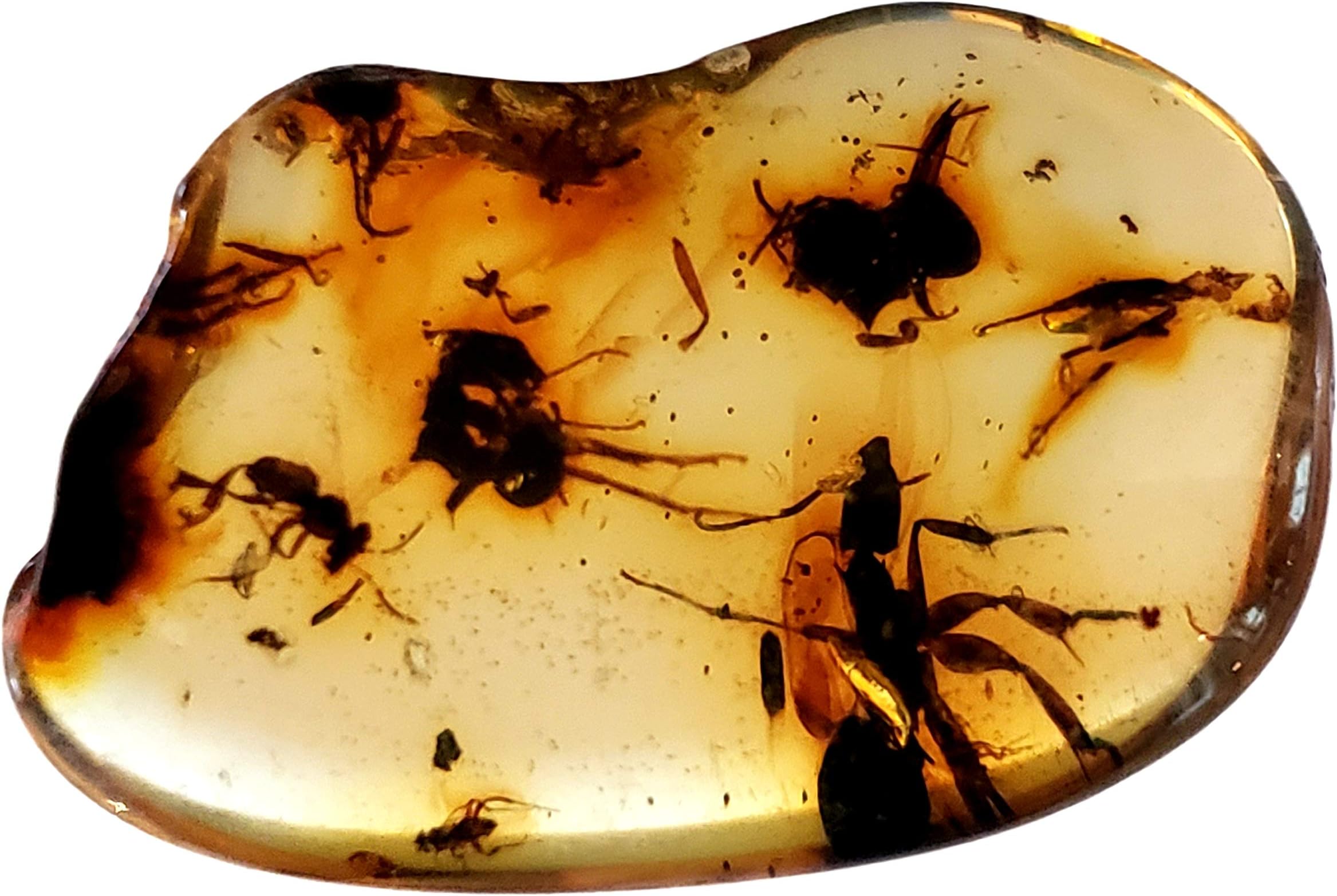 DINOSAURS ROCK Genuine Amber Fossil Specimen - Multiple Insect Inclusions - Naturally Formed from Colombia with Bugs Inside - Museum Grade, A-Grade - Great Collectible - Piece #11 (23mm x 16mm)