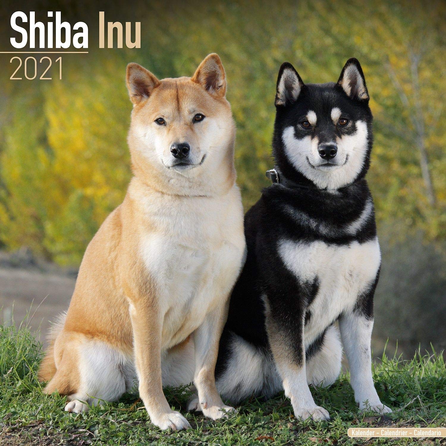 shiba albino