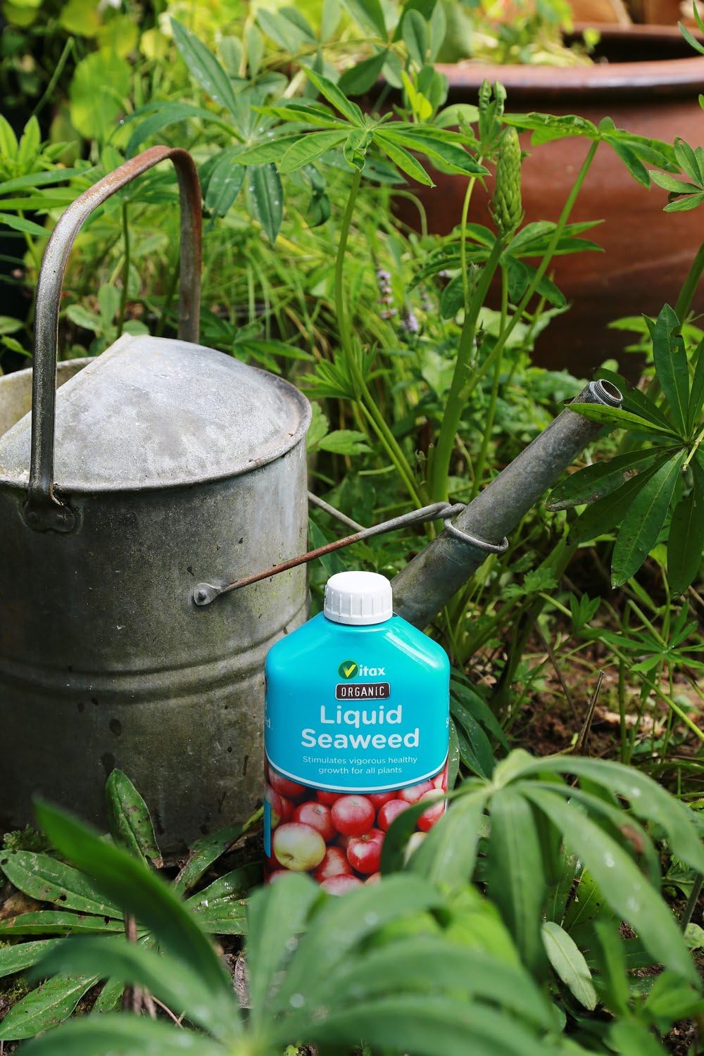 Vitax Organic Liquid Seaweed, Concentrated, Bigger Crops, Healthier Plants - Image 4