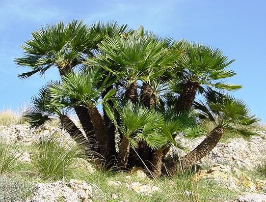 5 Mediterraneo Fan Palma Nana Europea Albero Arbusto Chamaerops Humilis Seeds Amazon It Giardino E Giardinaggio