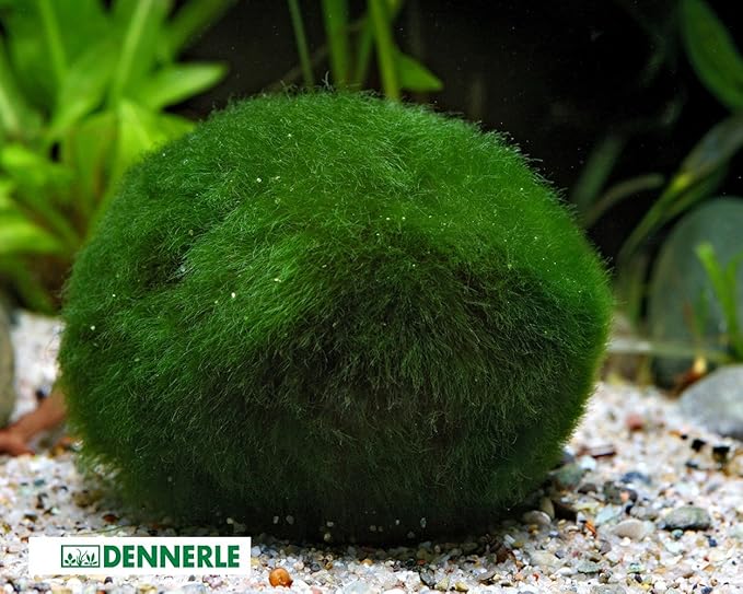 Marimo Moss Ball Giant Aquarium Plant Chladophora Sp 57 cm Amazon.co.uk Pet Supplies