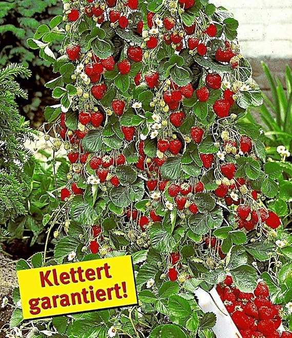 BALDUR-Garten Hummi - Set de fresas para escalada y decoración ...