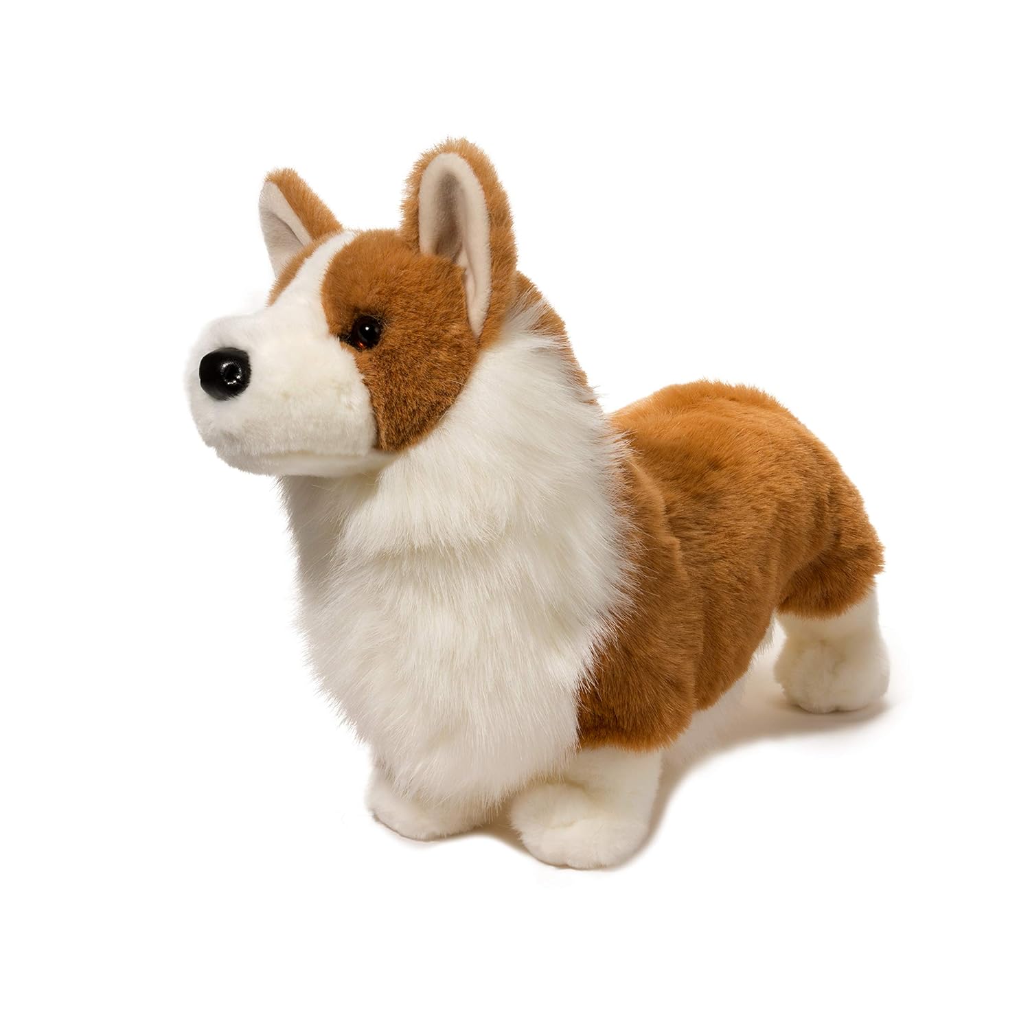 chadwick corgi