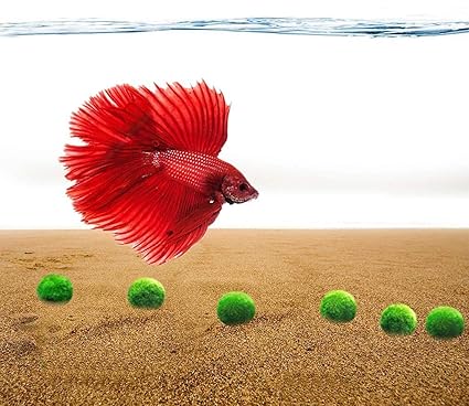 toys for a betta fish