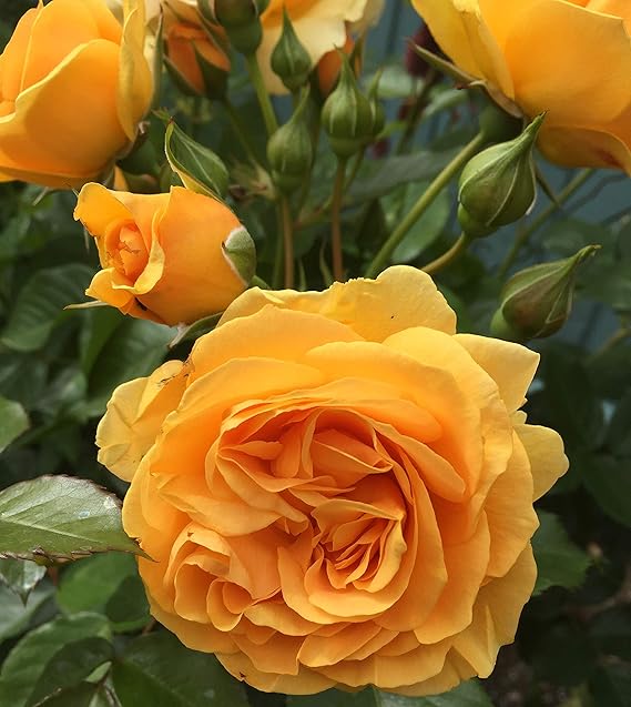 ABSOLUTELY FABULOUS 4lt Potted Floribunda Garden Rose Bush Rose of