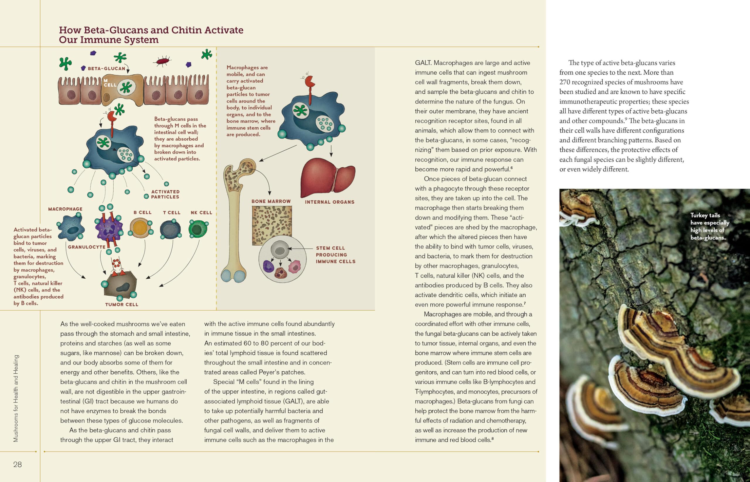 Christopher Hobbs's Medicinal Mushrooms: The Essential Guide: Boost Immunity, Improve Memory, Fight Cancer, Stop Infection, and Expand Your Consciousness