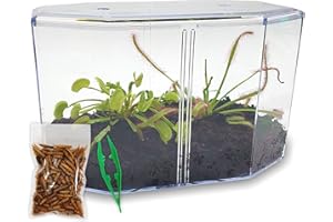 NATURE GIFT STORE Venus Fly Trap Live Plant + Sundew Plant Set with Terrarium + Carnivorous Plants Food, Feeding Tweezers, Peat and Venus Flytrap + Sundew Carnivorous Plants Live