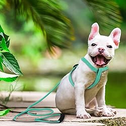 Pawaboo Dog Leash Harness Set, Durable Adjustable