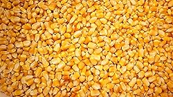 20 LB Pound Reid's Yellow Dent Field Corn Open