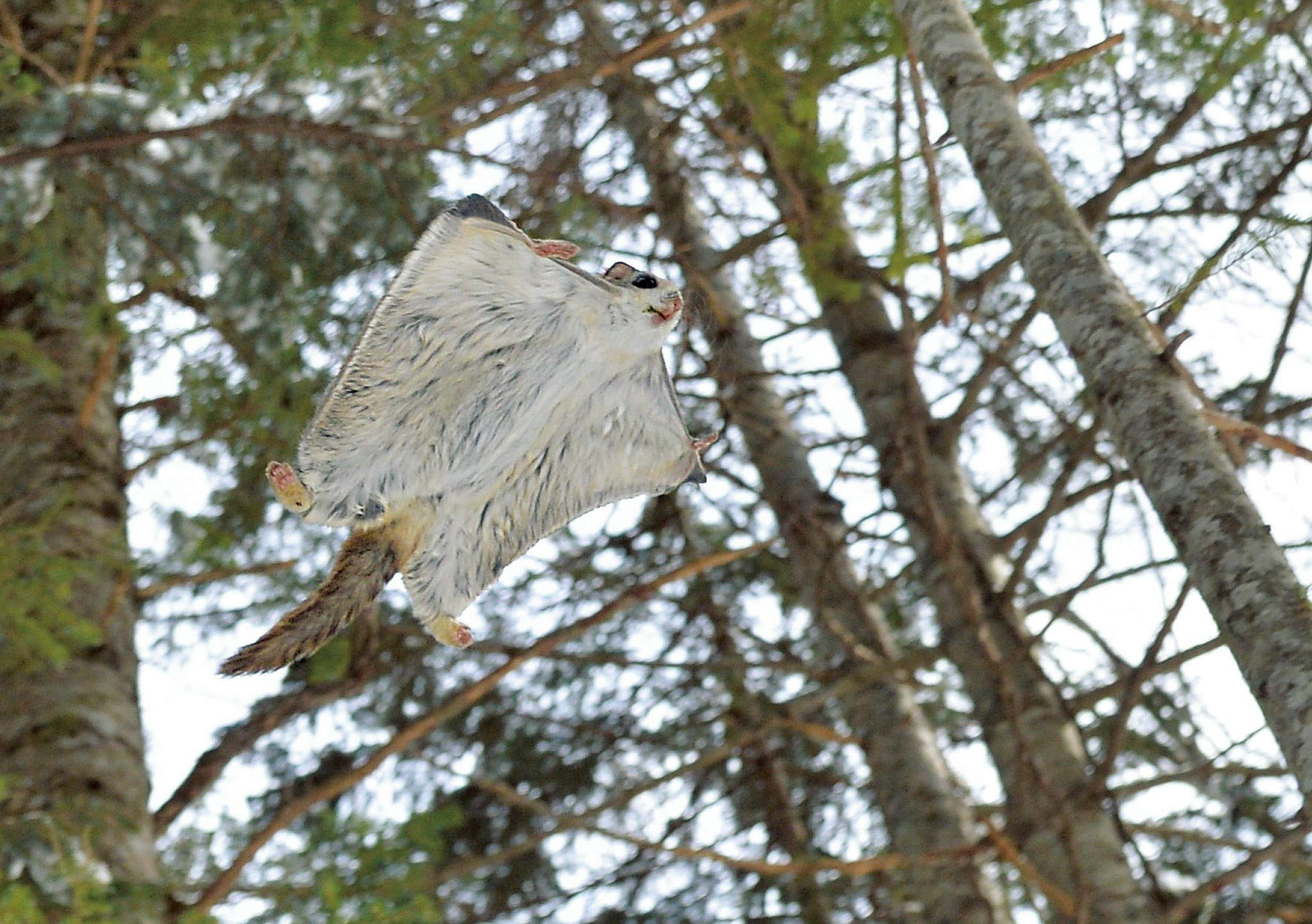 モモンガだモン 北の森からのメッセージ 太田達也 本 通販 Amazon