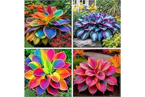 Mixrug 220+ Mixed Color Hosta Seeds for Planting - Hostas Seeds Rare Perennial, Flower Seed Beauties Easy to Grow Low Maintenance Heart Shaped Leaves Heart Hosta Plants for Outdoors Garden