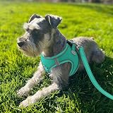 Joytale XXS Step In Dog Harness Teal Reflective Breathable Mesh view 2