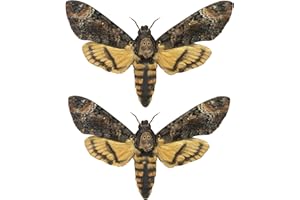 VINATIMES 2 Real Death Head Moth Acherontia Hawkmoth Female Mounted Skull Moth Entomology Dried Insect Butterfly Taxidermy Oddity Artwork 2MCU-TR