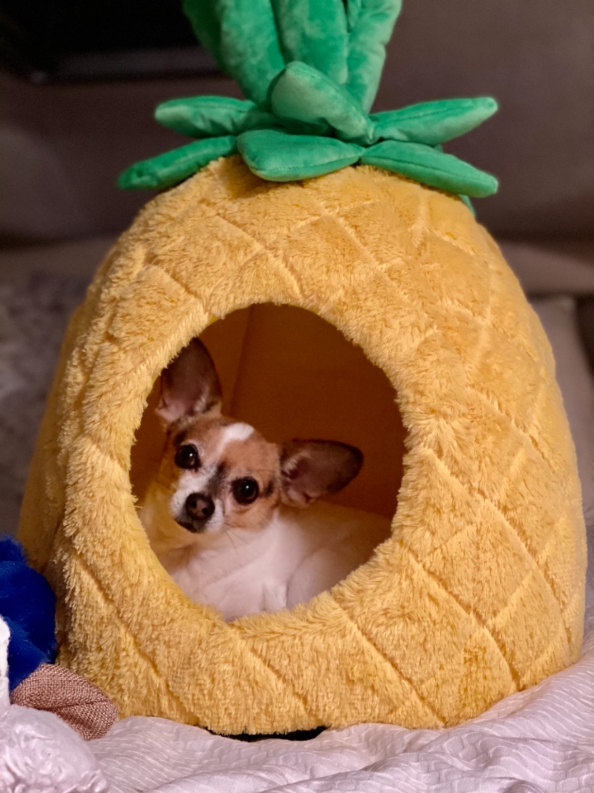 nandog pineapple pet bed