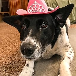 dog cowgirl hat