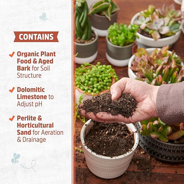BACK TO THE ROOTS 100% ORGANIC SUCCULENT & CACTI MIX (6 QUART) | MADE IN THE USA | PREMIUM NUTRITION FOR INDOOR AND OUTDOOR PLANTS