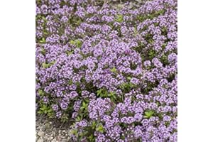 Groundio 20000+ Creeping Thyme Seeds Ground Cover Plant, Perennial Thyme Flower Seeds for Planting Outdoor, Low Maintenance, Grown in The USA