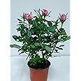 4" Mini Pink Rose Bush