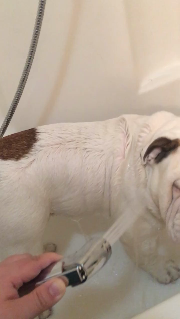 Customer reviews REEGE Dog Shower Sprayer Attachment Set