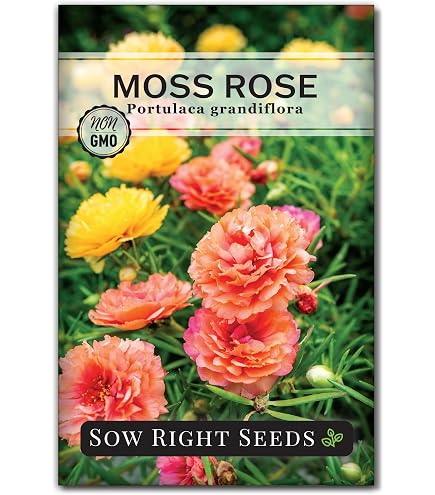 1000+ Mixed Moss Rose Seeds – Portulaca Grandiflora (Vietnam Rose) – Buy 2 Get 1 Free