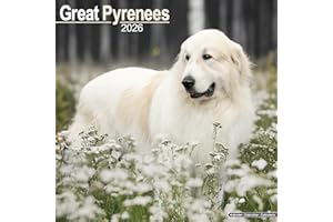 Great Pyrenees 2026 Calendar | Square Wall Calendar | Dog Breed Gift | Plastic Free Packaging | by Avonside Publishing