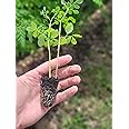 Moringa Plant Live Seedling 6-11" Malunggay Shobhanjana Miracletree drumstick Tree