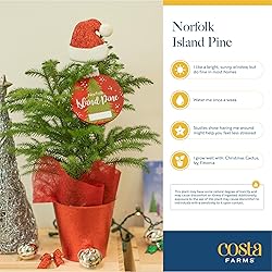 Costa Farms Live Christmas Tree, Small Norfolk Pine