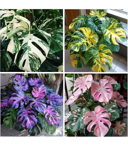 monstera rare Variegated Monstera Albo Plant - Rare White Borsigiana - Indoor Baby Plant  - Monstera Deliciosa Albo - Exact Plant