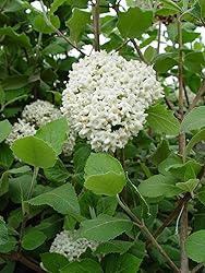 Viburnum