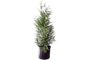 Green Promise Farms ENTHGG03 Live Plant Thuja-X Green Giant Evergreen (Western Arborvitae), 3 Gallon