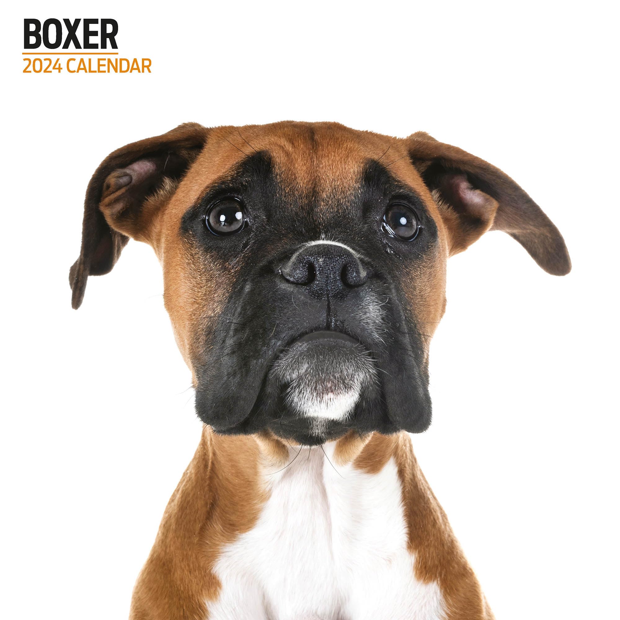Boxer Modern 2024 Calendar
