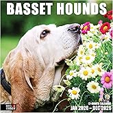 RED EMBER Basset Hounds 2026 Wall Calendar 12 Month | 12" x 24" Open | Thick & Sturdy Paper | Holiday Gift | Cute Puppy Dog Calendar 2026
