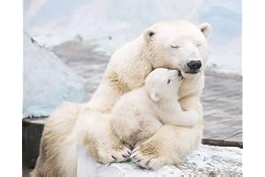 fotos4you Polar Bear Family 8 x 10 / 8x10 Glossy Photo Picture Image #5