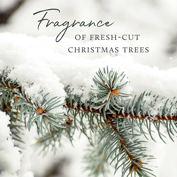 THYMES FRASIER FIR ALL-PURPOSE CLEANER – BIODEGRADABLE CLEANER WITH NATURAL ESSENTIAL OILS – HOUSEHOLD SPRAY FOR CLEANING BATHROOMS, KITCHENS, COUNTERS, AND OTHER SURFACES (16 FL OZ)